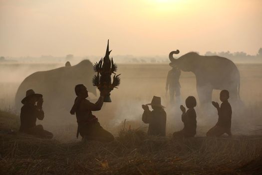 Farmers in Thailand.
Thailand Countryside; Silhouette elephant on the background of sunset, elephant Thai in Surin Thailand.