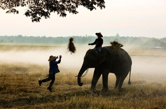 Farmers in Thailand.
Thailand Countryside; Silhouette elephant on the background of sunset, elephant Thai in Surin Thailand.