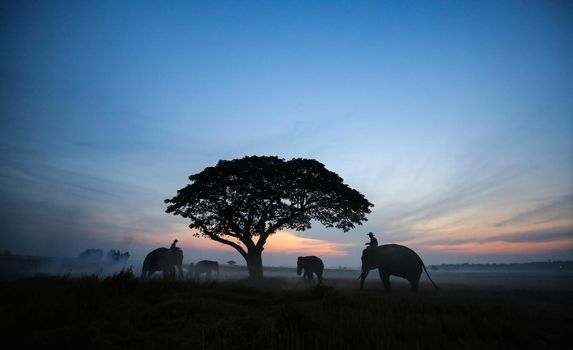 Farmers in Thailand.
Thailand Countryside; Silhouette elephant on the background of sunset, elephant Thai in Surin Thailand.