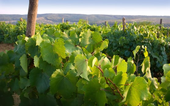 vineyard in the fields of moldova