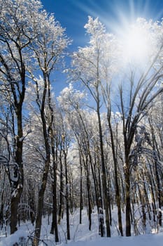 Winter trees in the forest