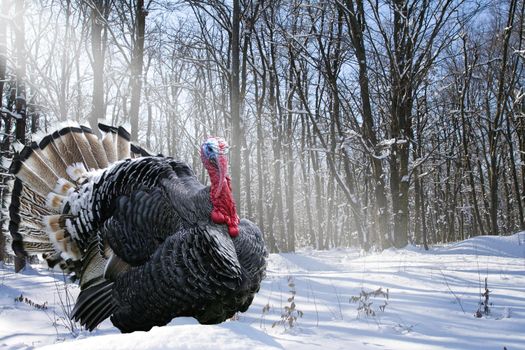 Wild turkeys strutting male at the edge of a winter forest of Christmas