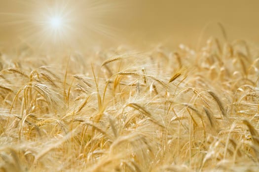 Golden spikelets of wheat in the sunlight.