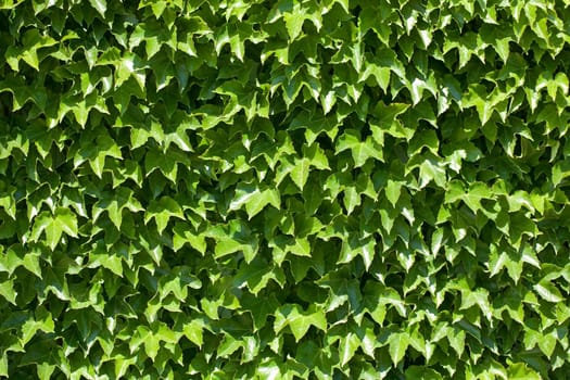 Green wall of Ivy leaves, nature background, texture