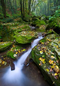 net forest brook flows into the dead wood