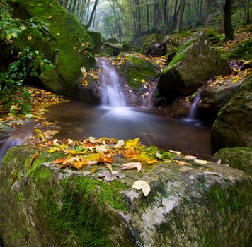 net forest brook flows into the dead wood