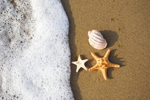 shells lie on the shore near the wave