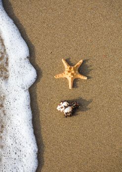 shells lie on the shore near the wave