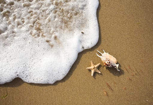 shells lie on the shore near the wave