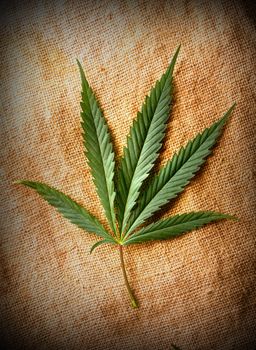 Cannabis leaf on grunge background