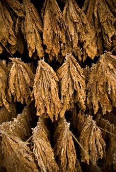 The classic method of drying tobacco in the barn