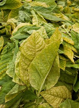 Tobacco leaf ready for drying