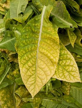 Tobacco leaf ready for drying