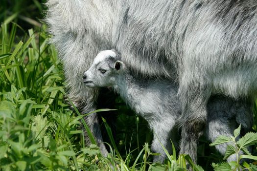 goat and her newborn kid