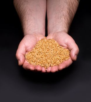 handful of crops of grain in their hands