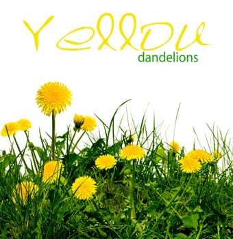 dandelions in the meadow on the white background