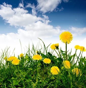 dandelions in the meadow under blue sky