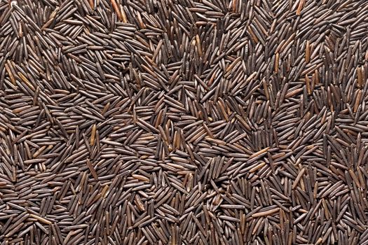 Seeds of wild rice.Background