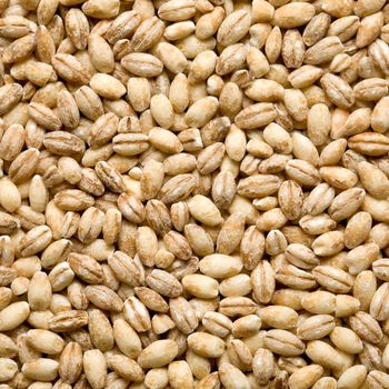 barley background, overview top close up