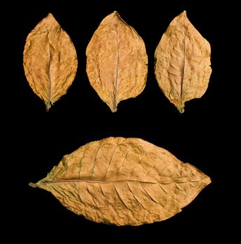 dry leafs on black background