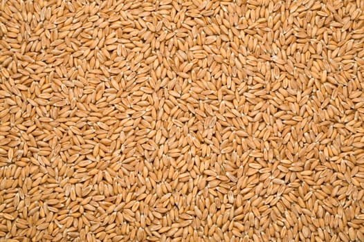 wheat background, perspective view from above