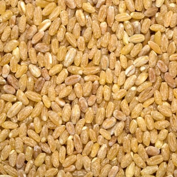 barley background, overview top close up