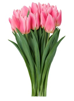 Pink tulips bouquet  isolated on white background