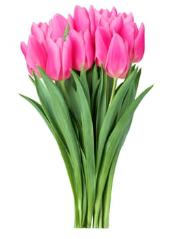 Pink tulips bouquet  isolated on white background