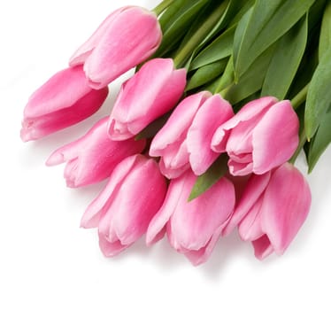Pretty pink tulips, on white surface.