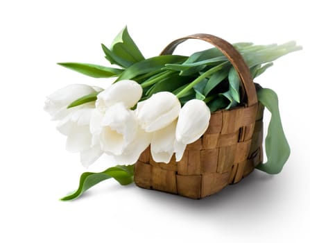 bouquet of white tulips with green leaves isolated on white background