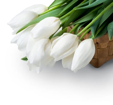 beautiful white tulips on white