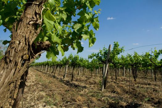 old bush vine in the fields of moldova