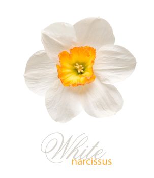 Photo of a short cup daffodil isolated on a white background