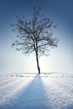 lonely tree in winter before the sun