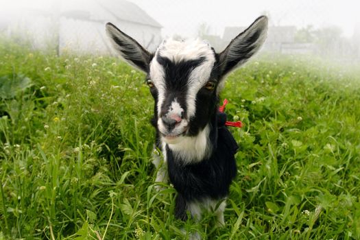 Funny goat on the green meadow