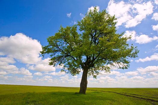 single old wild pear on the green field on a background blue sky