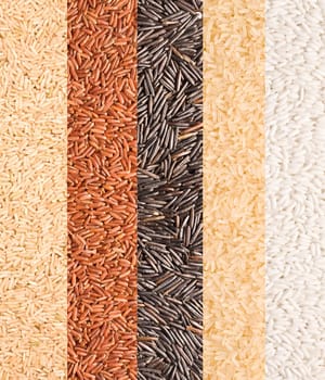 Close-up of rice variety from the world