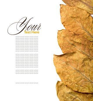 dry leafs tobacco closeup