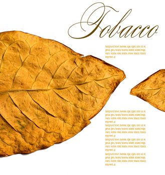 isolated tobacco leaves on a white background
