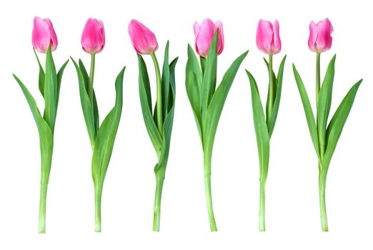 Studio shot of tulips isolated on white background.