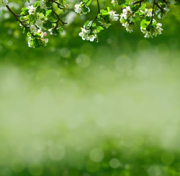 apple flowers in the spring light green background