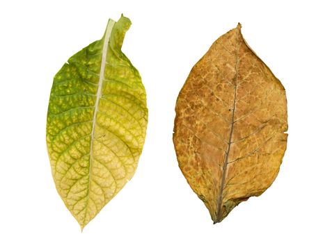 tobacco leaves isolated on white background