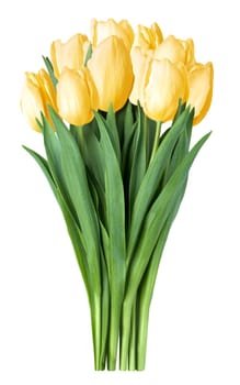 yellow tulips bouquet in vase isolated on white background