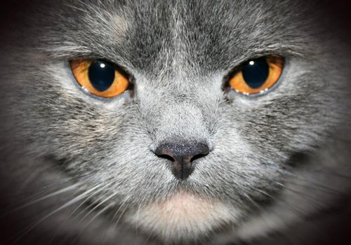 face closeup cat with yellow eyes