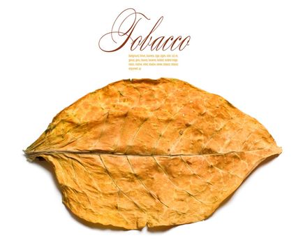  tobacco leaf closeup on the white background