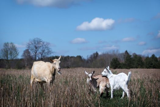 Landscape with goat and her two young white and brown goatlings