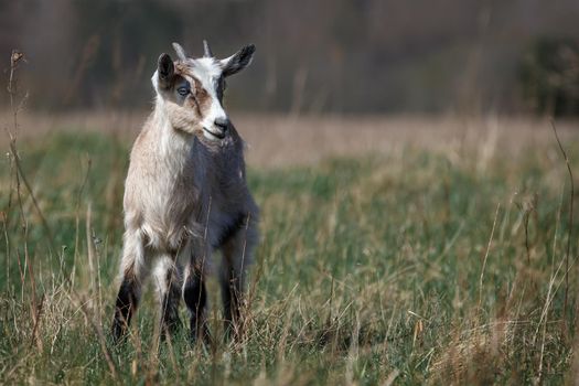 Beautiful brown little goatling with small horns grazing in the meadow