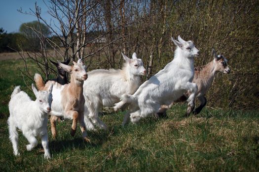 Five young goatlings playing in the meadow and start fast run forward to us