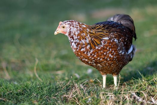 Speckled brown hen pecks food in the village yard on a sunny day