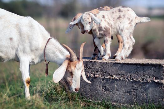 Two goat kids play on a concrete block, and their mom eats grass near